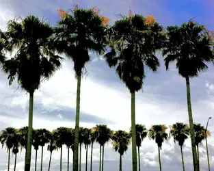 $palm trees.jpg $palm trees.jpg