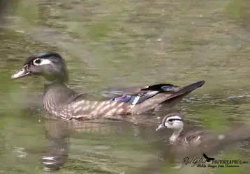 $Wood-Duck.webp