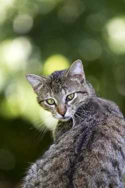 $soft_kitty__warm_kitty_by_mxjerrett-d684tse.webp
