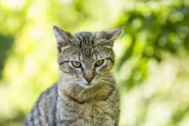 $my_favorite_feline_friend__lucy_by_mxjerrett-d684tog.webp