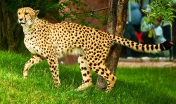 $Cheetah.jpg