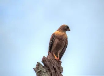 $Side-Hawk.jpg $Side-Hawk.jpg