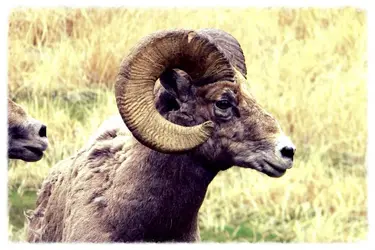 $ram1.webp