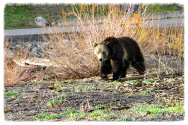 $bear1.webp