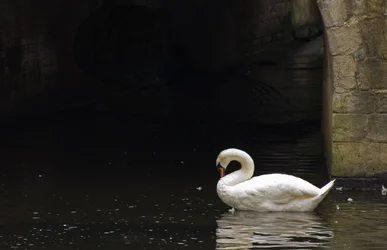 $Kingson swan edited.webp $Kingson swan edited.webp