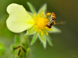 $Bee on yellow flower.jpg