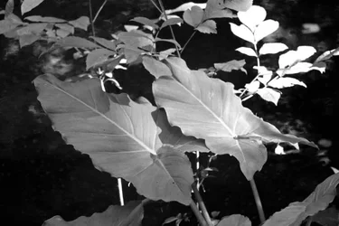 $IMG_3387bw.webp $IMG_3387bw.webp
