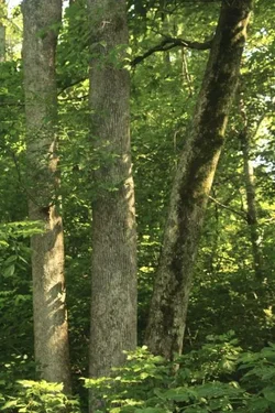 $IMG_3458a.webp $IMG_3458a.webp