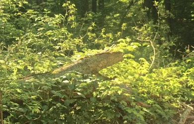 $IMG_3401crop.webp $IMG_3401crop.webp