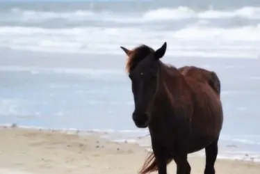 $horse1.webp