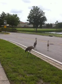 $birds2.jpg $birds2.jpg
