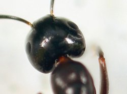 $Ant1-crop.JPG