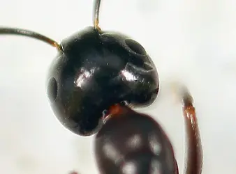 $Ant1-crop.JPG $Ant1-crop.JPG
