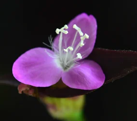 $purple bloom.webp