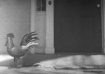 $day-132-rooster.webp