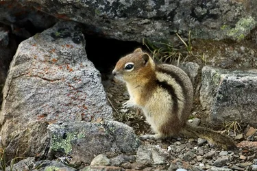 $squirrel.webp $squirrel.webp
