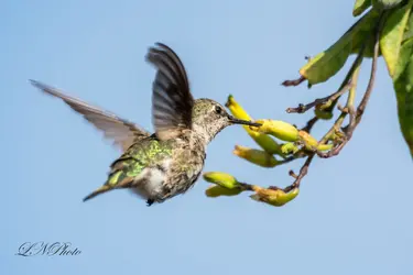 $Hummingbird-2 resized.webp