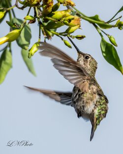 $Hummingbird-4 resized.jpg