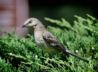 $Some Bird.webp