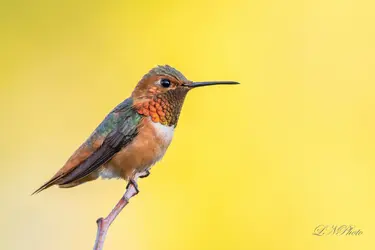 $Hummingbird-2 resized.webp