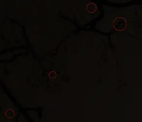 $strange noise.jpg $strange noise.jpg