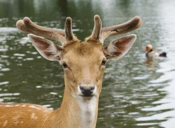 $Deer Water web .webp