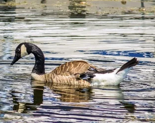$duck2.webp