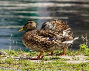 $duck6.webp