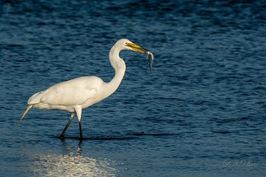 $Egret fishing2 resized.jpg