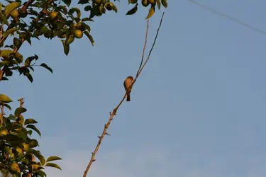 $bird_full_pic.webp