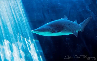 $sshark_zpse6162880.webp