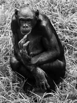 $chimp.webp