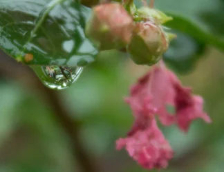 $crape myrtle flower-2.webp