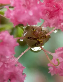 $crape myrtle flower-3.jpg $crape myrtle flower-3.jpg