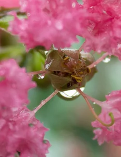 $crape myrtle flower-3.webp