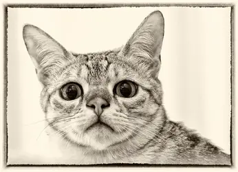 $!_DSC2642-sepia1web.webp