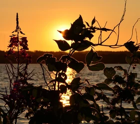 $evening sun.webp
