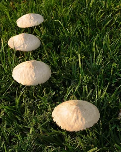 $Shrooms.webp