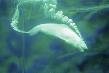 $IMG_4201a.webp $IMG_4201a.webp