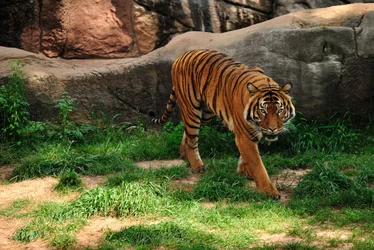 $tiger.webp