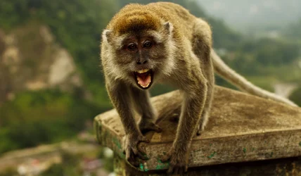 $Roar.webp
