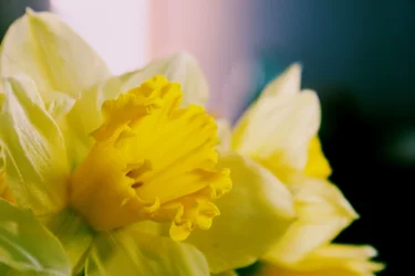 $yellow flower.webp