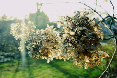 $flower outside.webp