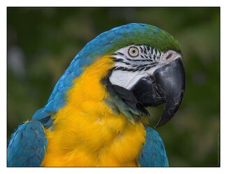 $1_Scarlet-macaw.jpg