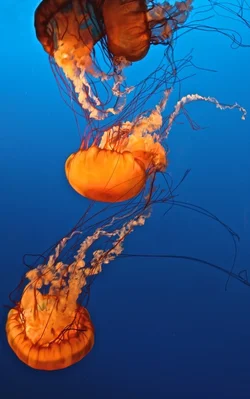 $jellyfish.webp