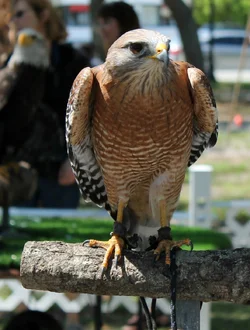 $IMG_2658.webp $IMG_2658.webp