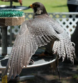 $IMG_2681.webp $IMG_2681.webp