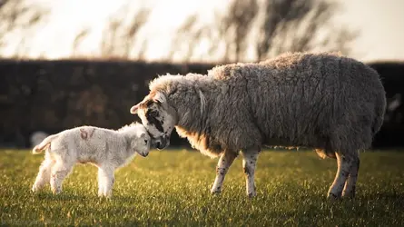 $SharpSheep (1 of 1).webp