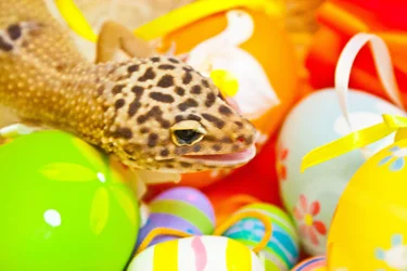 $Easter Gecko.webp $Easter Gecko.webp