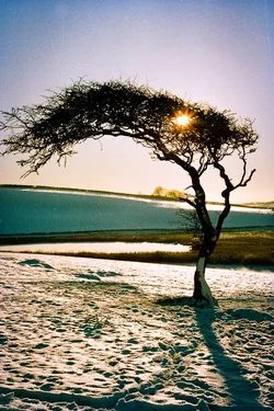 $Tree.webp